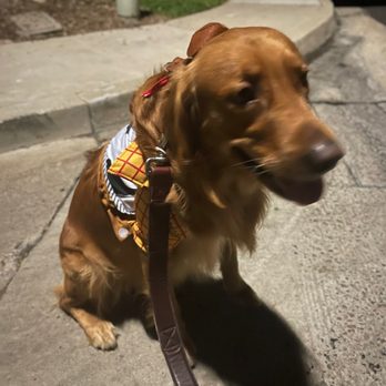 SNAP Spay Neuter Action Project - Ricky Bobby - Veterinarians Near Me