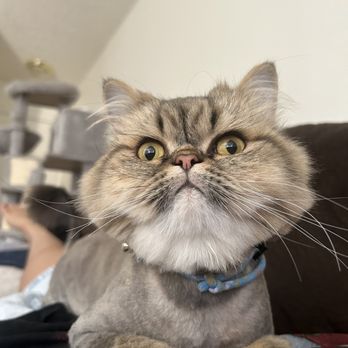 Carolyn's Mobile Cat Grooming - after - Pet Groomers Near Me
