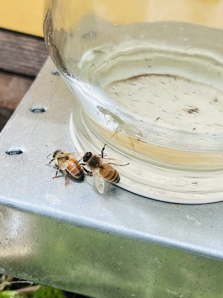 R Weaver Apiaries - beekeeping in Navasota, TX