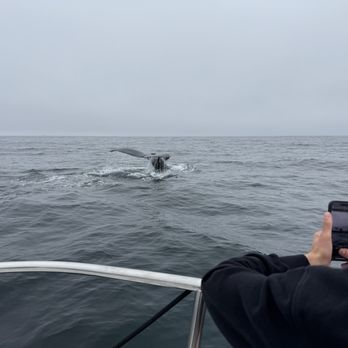 SLO Tours - Boat Tours Near Me - San Luis Obispo, California SLO Tours - Boat Tours Near Me - San Luis Obispo, California