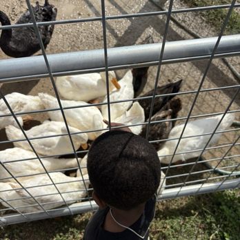 Grapetown Vineyard - Feeding ducks - Wineries Near Me - Fredericksburg, Texas