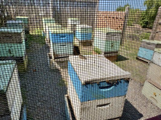 Big Island Bees by null