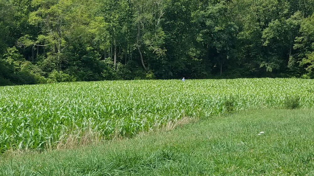 BLAIRSVILLE CORN MAZE Updated September 2024 4482 Town Creek School