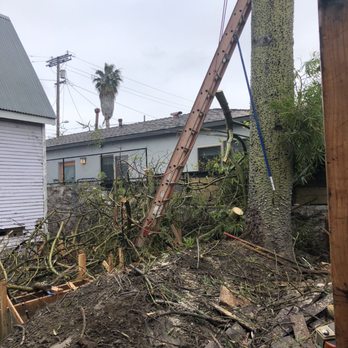 Inexpensive Tree Services - Tree Services Near Me - Los Angeles, California Inexpensive Tree Services - Tree Services Near Me - Los Angeles, California