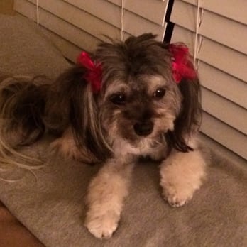 Perfect Pet Salon - Too cute - Pet Groomers Near Me - Concord, California Perfect Pet Salon - Too cute - Pet Groomers Near Me - Concord, California