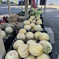 Wowak Farms - Cantaloupes and watermelons