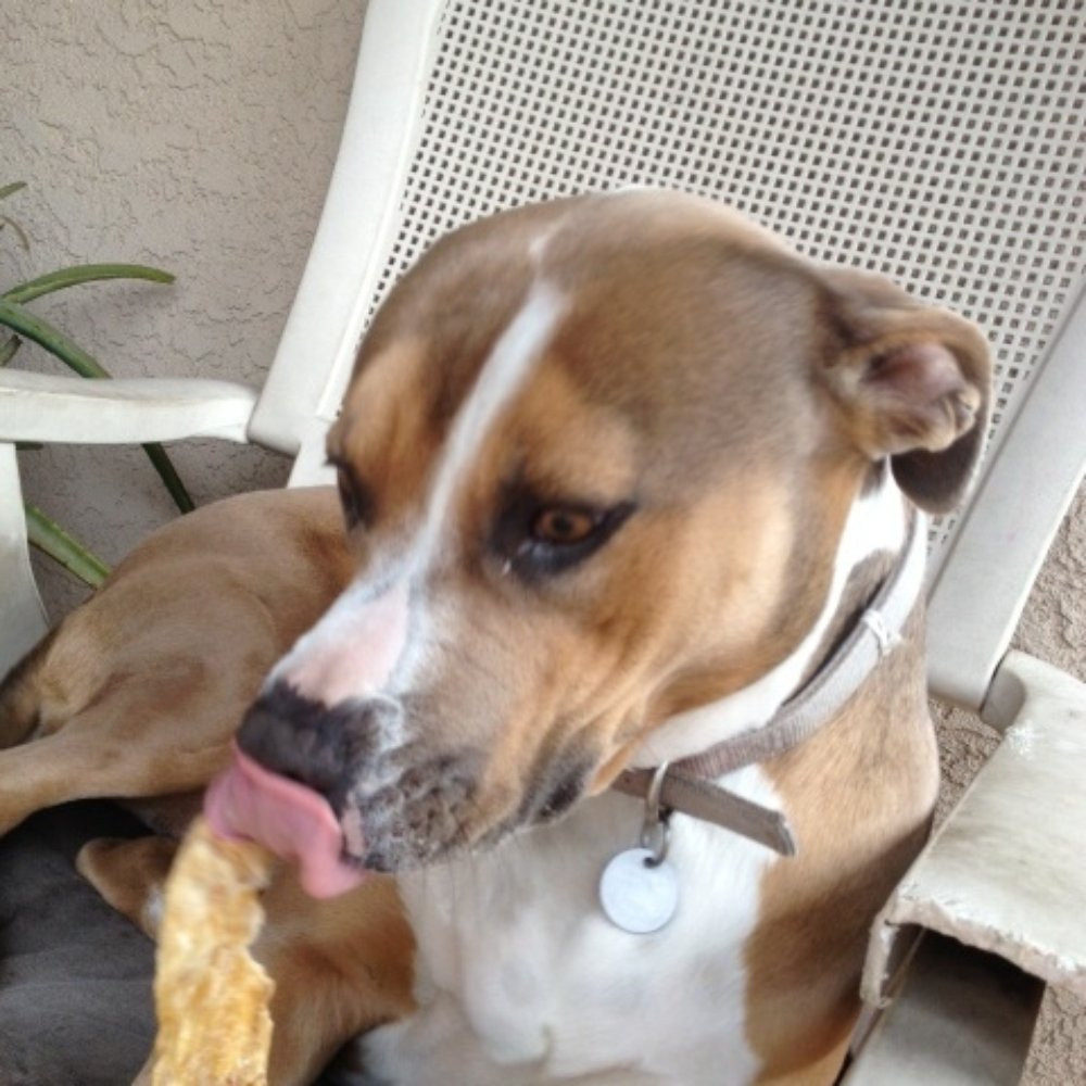 Eastside Petsitters - Honey with her snack - Dog Walkers Near Me - Los Angeles, California
