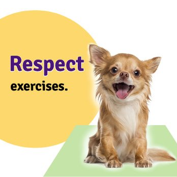 Brainy Dog - Verify your dog's needs are met before training. 
-Social needs.
-Physical needs.
-Emotional needs. - Pet Training Near Me
