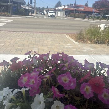 Urban Matcha - Desserts Near Me - Castro Valley, California Urban Matcha - Desserts Near Me - Castro Valley, California