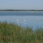 Photo of Camargue Safari Gallon Organisation