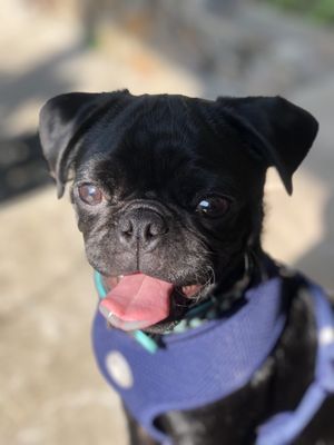 South Glendora Animal Hospital 47 Photos 188 Reviews Veterinarians 169 W Arrow Hwy Glendora Ca United States Phone Number