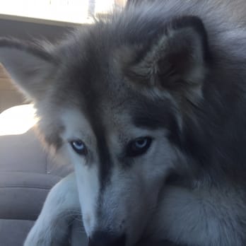Unleashed by Petco - Happy Camper! Ryu loved his spa day!! - Pet Training Near Me - Santa Rosa, California
