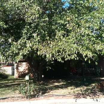 David Helms Services - a tree in front of a house - Tree Services Near Me