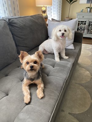 Furside East Atlanta Pet Grooming by null