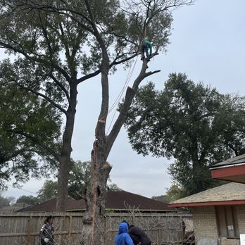 Roger Services - a tree being pruned - Tree Services Near Me - Houston, Texas Roger Services - a tree being pruned - Tree Services Near Me - Houston, Texas