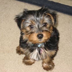 Gussied Up Dog Boutique - Lexi loves Gussied up!