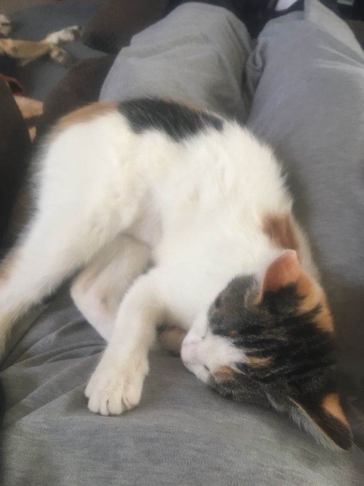 JENNY’S EXCELLENT PET AND HOUSE SITTING Updated September 2024