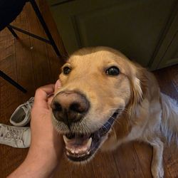 Four Paws Animal Hospital & Wellness Center - Happy pup post surgery.