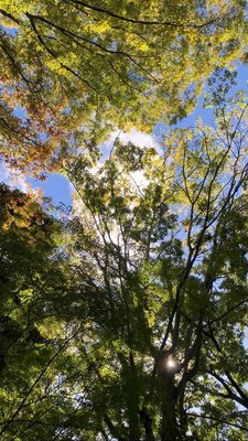 Yoshikien Garden by null