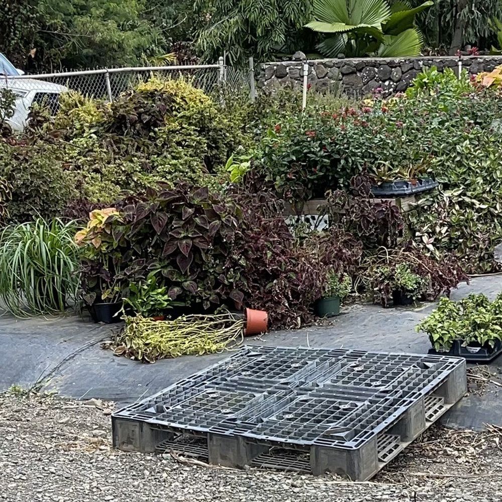 Sharon's Plants Ltd - Inside left front - Nurseries & Gardening Near Me - Waimanalo, Hawaii