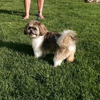 JK Grooming - Zack looking dapper as ever after visiting Jen. - Pet Groomers Near Me - Denver, Colorado