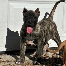 Presa Canario Puppies