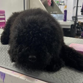 Pooch La Vie - Kobe before his big boy cut - Pet Groomers Near Me - Philadelphia, Pennsylvania