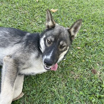 FRIENDS OF UPLAND ANIMAL SHELTER - Updated September 2024 - 64 Photos