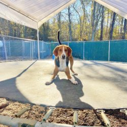 Bed and Biscuits - Marlin on the trampoline!
