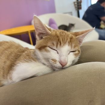 Purr-fecto Cat Lounge - Animal Shelters Near Me - Austin, Texas Purr-fecto Cat Lounge - Animal Shelters Near Me - Austin, Texas