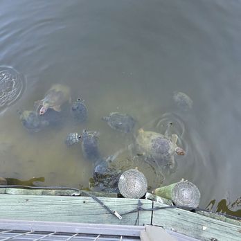 Wolf Bay at Orange Beach - Seafood Near Me - Orange Beach, Alabama