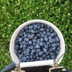 Blueberry Hill Berries