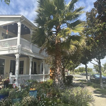 Bay Area Tree Pro - Several months after! - Tree Services Near Me