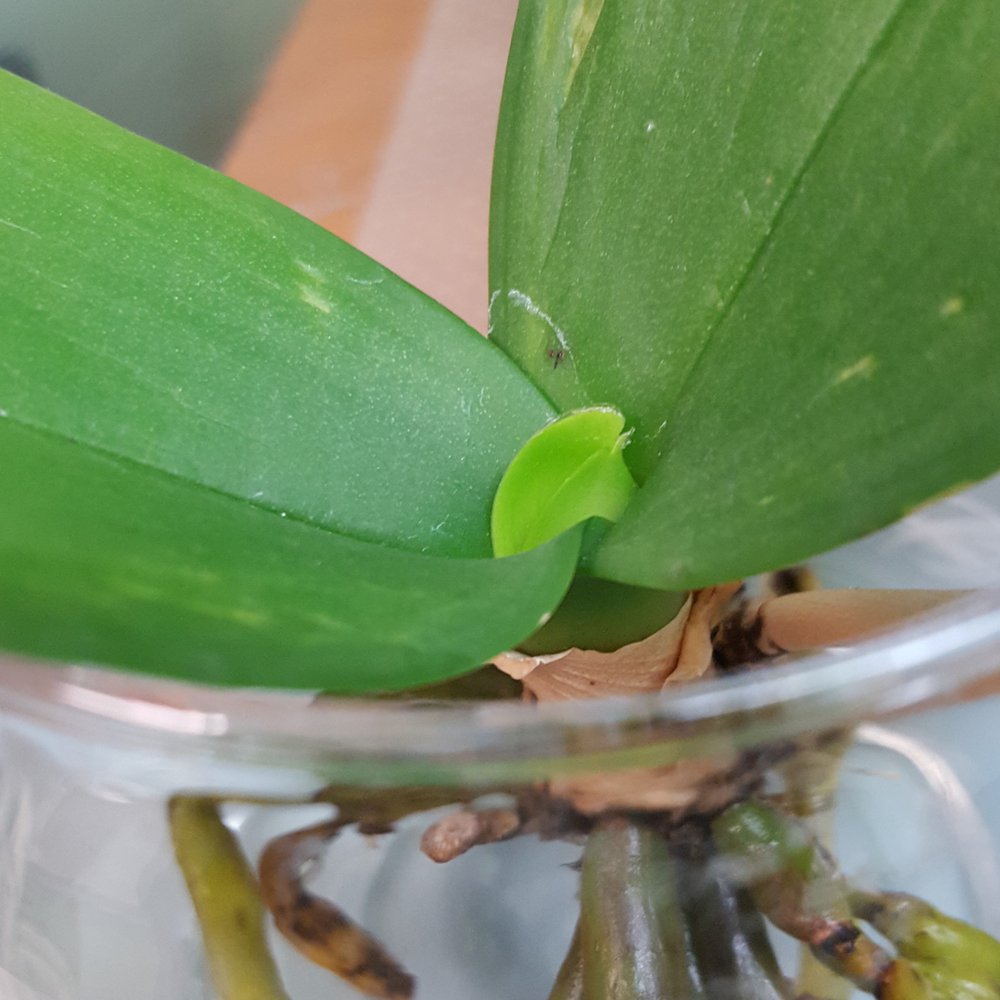 JIN ACUPUNCTURE Updated August 2024 900 S Westmoreland Ave, Los