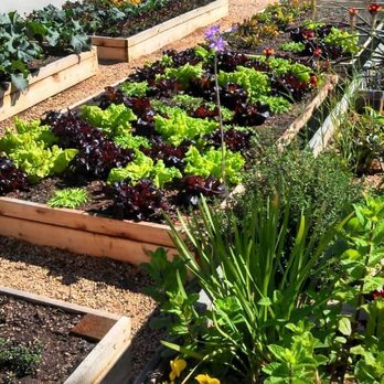 Folklore Botanical - Organic chefs garden - Gardeners Near Me Folklore Botanical - Organic chefs garden - Gardeners Near Me