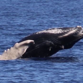 Sea Maui - Whale watching in Maui (using the Cannon with a Tamron lens) - Boat Charters Near Me - Lahaina, Hawaii Sea Maui - Whale watching in Maui (using the Cannon with a Tamron lens) - Boat Charters Near Me - Lahaina, Hawaii