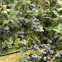 Big juicy blueberries! Big juicy blueberries!