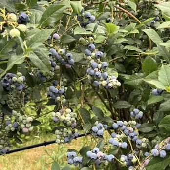 Mountainview Blueberry Farm - Big juicy blueberries! - Pick Your Own Farms Near Me - Snohomish, Washington Mountainview Blueberry Farm - Big juicy blueberries! - Pick Your Own Farms Near Me - Snohomish, Washington