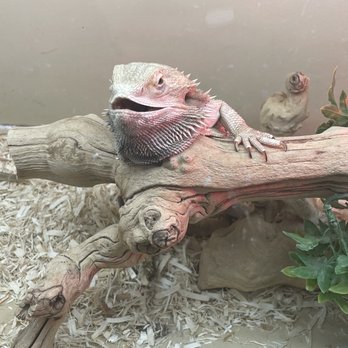 Beverly's Pet Center - One of the bearded dragons that gave me a smile on my last visit - Pet Stores Near Me - Pembroke Pines, Florida Beverly's Pet Center - One of the bearded dragons that gave me a smile on my last visit - Pet Stores Near Me - Pembroke Pines, Florida