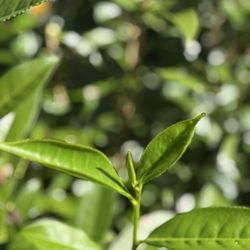 Mauna Kea Tea - Camellia sinensis