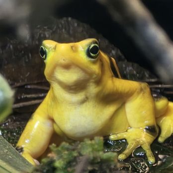 National Aquarium - Aquariums Near Me - Baltimore, Maryland