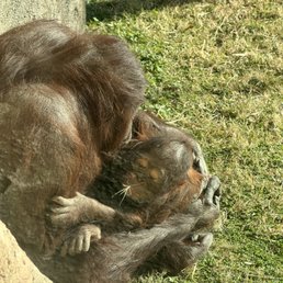Baby orangutan Baby orangutan