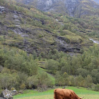 Brekke Gard Hostel - One of the neighbors, having lunch. - Hostels Near Me - Aurland, 14