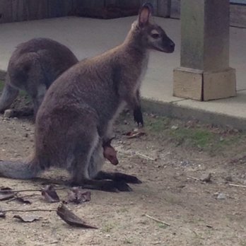 Columbian Park - Wallabies with baby - Parks Near Me - Lafayette, Indiana Columbian Park - Wallabies with baby - Parks Near Me - Lafayette, Indiana