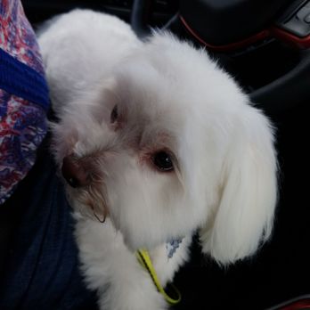 Puppy Plus - Pet Stores Near Me - Parkland, Florida
