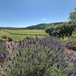 Paradis Vineyards