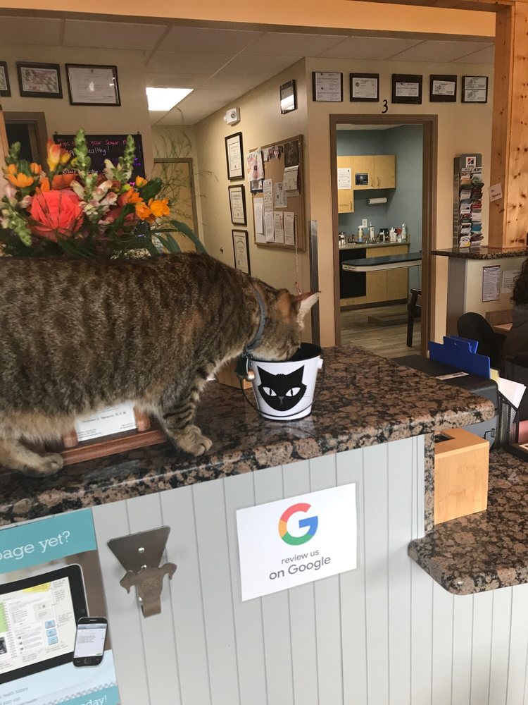 FAIRLAND ANIMAL HOSPITAL 18 Photos & 70 Reviews 13425 Old Columbia Pike, Silver Spring, MD