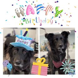 Barks & Bubbles