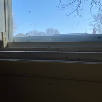 BSU Rentals - Ant infestation. They reluctantly paid for the exterminator who left all of the dead ants right where they are. - Property Management Near Me - Muncie, Indiana BSU Rentals - Ant infestation. They reluctantly paid for the exterminator who left all of the dead ants right where they are. - Property Management Near Me - Muncie, Indiana