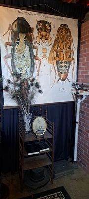 Bearded Lady Vintage & Oddities by null